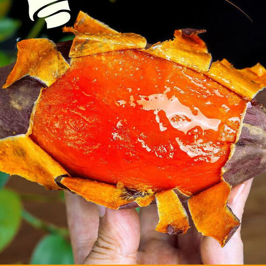 Shandong Yanshu No. 25, batata, batata confitada, batata fresca, batata asada en arena de granja, fruta pequeña (una sola fruta pesa entre 100 y 250 g), peso neto 5 Jin Jin equivale a 0,5 kg, tamaño familiar asequible