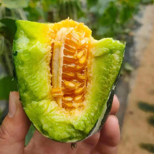 Beishu melon seeds, emerald rock sugar seeds, croissant honey, white sand honey, spring melon seeds, Beishu sweet tooth rock sugar melon seeds, about 60 pieces, 5 bags