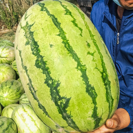 Shouhe Lazy Man Watermelon Seed Lazy Man King Melon Extra Large Spring No Pruning Lazy Man Fruit Seedling Southern Sweet Shouhe Jincheng No. 5 Watermelon Seed 50 capsules/bag