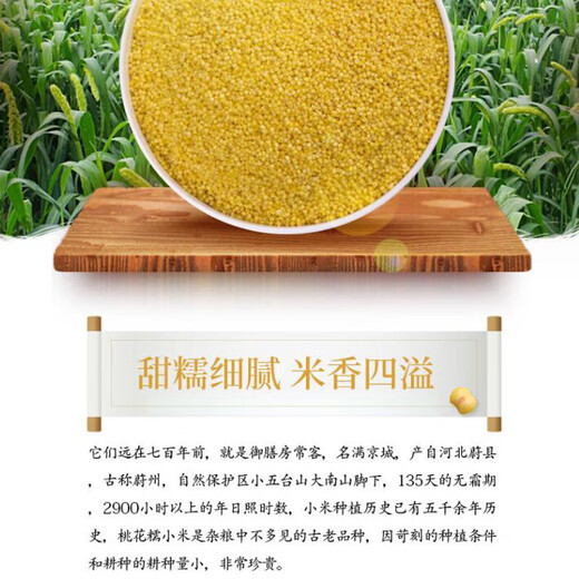 People Food Peach Blossom Hirse Hirse gelbe Hirse Wuxian Zhangjiakou City, Hebei Provinz Getreide und Hirse Hirse Brei Zutaten 88 880g Pfirsichblüte Hirse Hirse