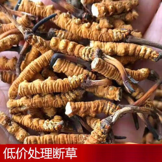 The Lord of Night Cordyceps sinensis dried goods Authentic Cordyceps sinensis Cordyceps sinensis large broken grass succulent festival Selected 1 bottle 1g Selected large broken grass experience package