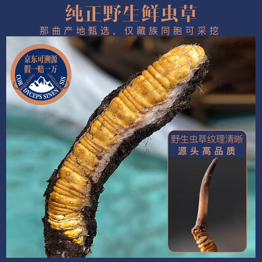 [2024 Naqu End of Wild Cordyceps] QOMO Naqu Origin Seasonal Fresh Cordyceps in Naqu, Tibet Wild Cordyceps Cold Chain Gift Box Dragon Boat Festival Gift Box Naqu Wild Cordyceps 0.8g/root 100 Roots Pack
