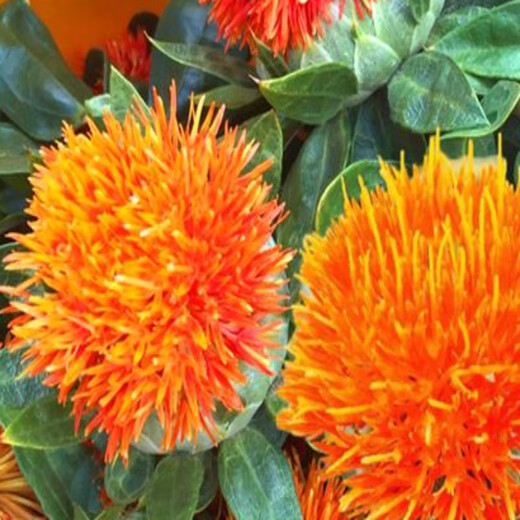 Meat manager Chinese herbal medicine safflower seeds saffron seeds Xinjiang grass safflower seeds pure new field planting seeds safflower seeds half Jin Jin is equal to 0.5 kg