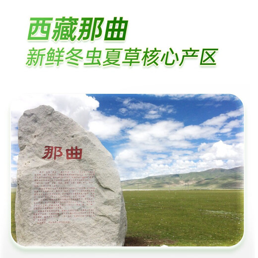 
Shengdikang Tibet 2025 Wild First Fresh Cordyceps Cordyceps Tonic Gift [SF Air Freight] 1.0g/root 10 packs