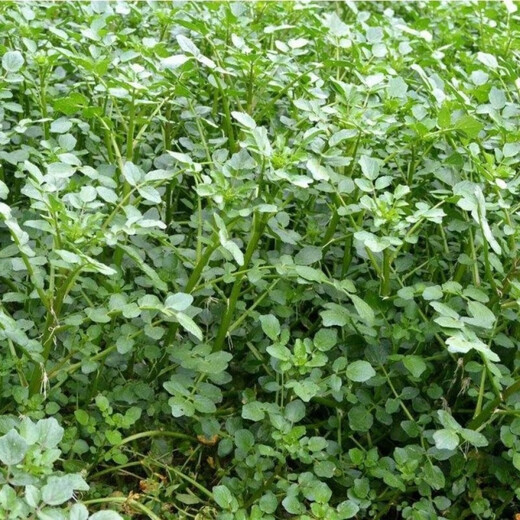 Four seasons Guangdong watercress seeds field planting aquatic balcony easy to grow live vegetable seeds watercress watercress seeds 1000 grains (2 packs) home planting