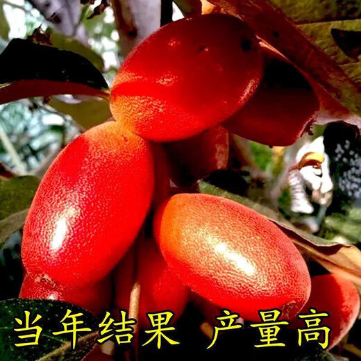 Goat milk fruit seeds are potted and planted in the ground and bear fruit in the current year. Goat milk fruit is winter-resistant and freeze-resistant and can be planted in all seasons in the north and south. Detian Goat milk fruit seeds are new varieties. 1 pack of selected seeds (about 50 seeds).