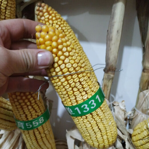 Пять стран проверяют семена кукурузы Dongya Seed Industry Dongdan 1331/5500 для весеннего и летнего посева с короткими стеблями, устойчивостью к полеганию и устойчивостью к ржавчине. Пять стран рассматривают семеноводство Восточной Азии Dongdan 1331 пять мешков по 5500 зерен. Национальный обзор высокой урожайности.