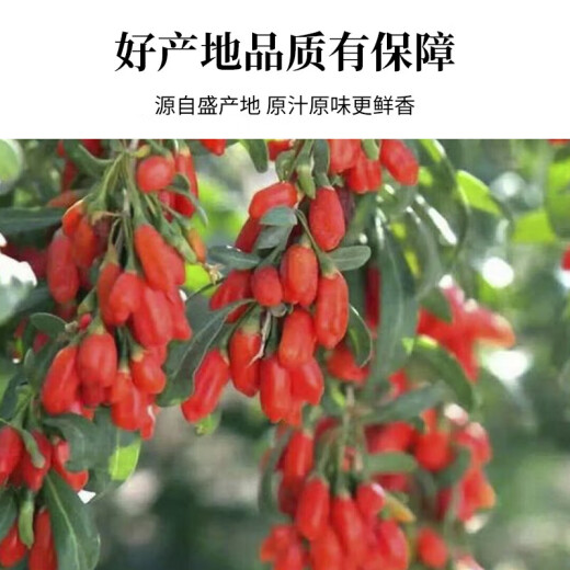 [Aktivität] Ningxias erster Wolfberry Farmer Natural Red Wolfberry, kostenloses Waschen, Wasser und Tee, New Wolfberry, 250g*1 Can