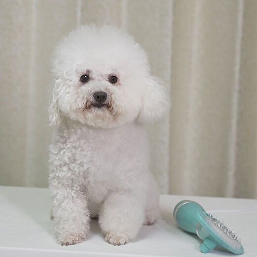 Little Sweat Pet Hair Blowing Artifact Hair Blowing Comb Dog Hair Blowing Machine Integrated Hair Dryer Teddy Hair Blowing Comb Beauty Special [One-click Hair Removal] Luxury Silver