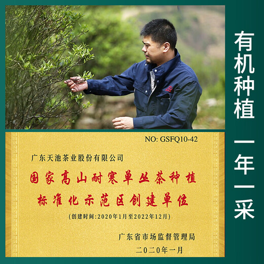 天池茶业1392 凤凰单丛名种 东方红 珍藏乌岽山凤凰单枞 潮州茶叶 东方红凤凰单丛礼盒 100g*2罐