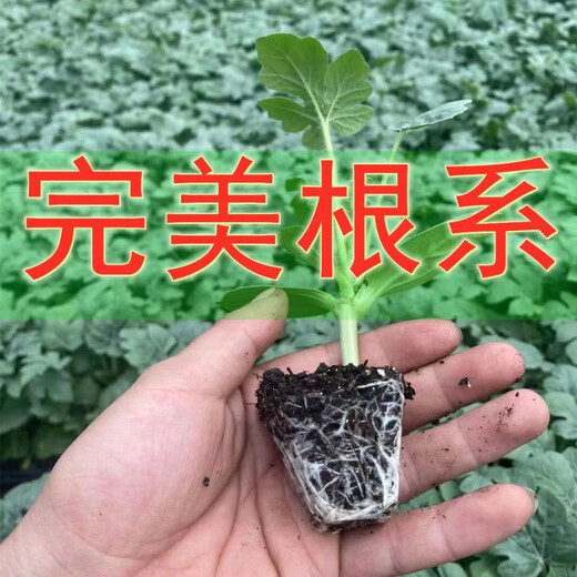 8424 Authentic Grafted Seedlings with Soil and Seedless Midu Kirin Early Mature Seedlings Watermelon Seedlings Stone Melon Watermelon Seedlings Buy 8+2 Real Hair 10 Trees + Fertilizer
