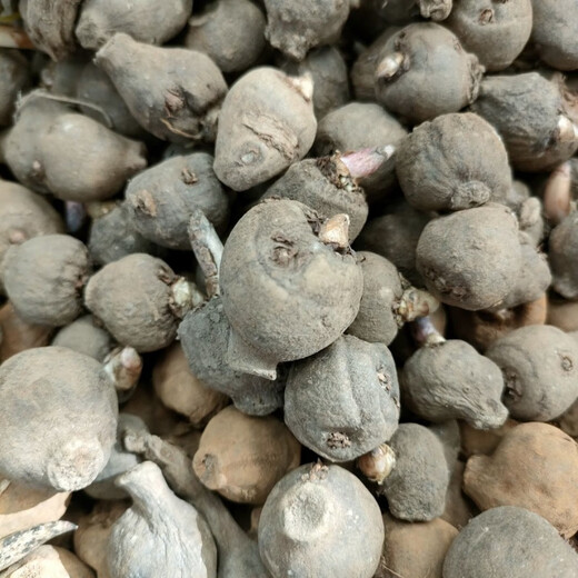 Jingyu Sichuan Liangshan flower konjac second generation konjac seeds have a high germination rate and the number is as many as 60-80 pcs/Jin Jin is equal to 0.5 kg 2 Jin Jin is equal to 0.5 kg first generation konjac