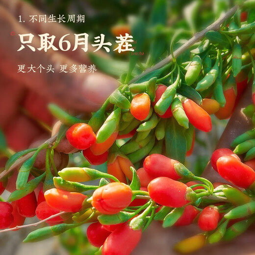 Qi Liyuan Wolfberry Ningxia Special Red Wolfberry Zhongning spécialité Dry Goods 500g Pure Authentic First Wolfberry Tea
