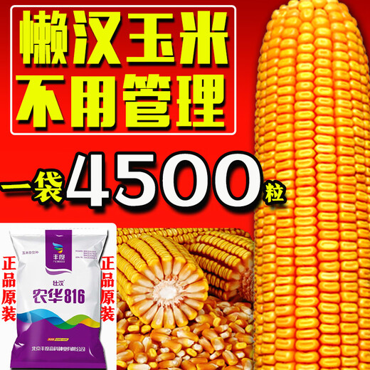 National review of dwarf corn seeds, twins, drought-resistant, lodging-resistant, new varieties from the Academy of Agricultural Sciences, Nonghua 816, 4200 grains + 300 grains, Nonghua 816, 4500 grains, twin varieties