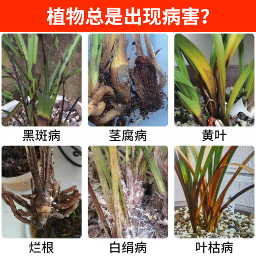 Hymexazole fungicide orchid soil disinfection succulent root rot black spot black spot orchid root rot special pesticide pesticide fungicide 30g