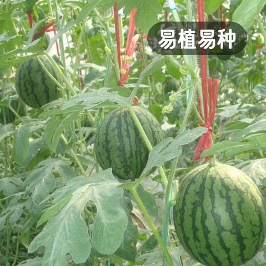 Fengming Yashi gift small watermelon seeds early maturing greenhouse four-season seeds thin-skinned yellow-flesh ice unicorn watermelon seeds 50 capsules