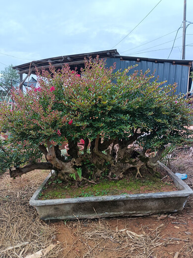 Hermosa fruta casada Flor roja Cruciferum ¡Pila antiguo Bonsai Red Rocket cien días Balcón Rojo Balcón Jardín Flor Flora de injerto Flor roja 679 bien con planta en maceta