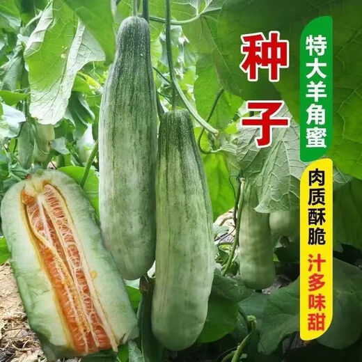 Super sweet croissant honey melon seeds, thin-skinned rock sugar melon seeds, four-season seeds, patio balcony potted fruit seeds, many people buy croissant honey seeds, high sweetness, popular store recommended quantity, 1 pack of about 100 seeds