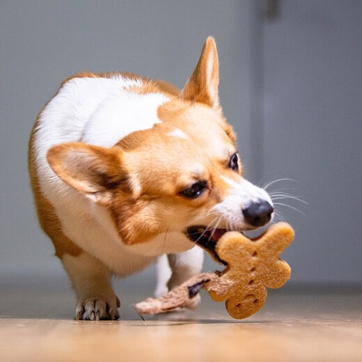 GiGwi Dog Toy Big Biscuit People Teeth Cleaning Film Rubber Molar Teeth Cleaning Bite Resistant Puppy Old Dog Dog Pet Toy