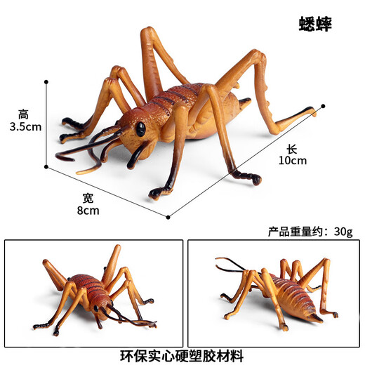 毅彩科教仿真动物昆虫模型玩具蜘蛛蚱蜢蝴蝶蜗牛沙盘场景摆件 M684巴西红丝绒蜘蛛[000