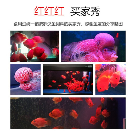 Einheitlicher Papageienfischfutter, Luohan -Fischfutter, farbiger Fisch, Getreide, Blutpapageifutter, helle Zierfische, roter Fisch, Blutpapagei 688g, helles mittelgroßes Getreide