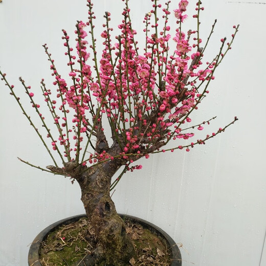 The strong fragrance of red plum blossoms in spring, winter plum blossoms and tree seedlings, indoor potted red plum blossoms and green plum blossoms and winter plum blossoms, winter plum blossoms and winter plums, winter plum blossoms and winter plums, winter plum blossoms and winter flowers and plants, 6 years of longevity crown begonia [with shape]