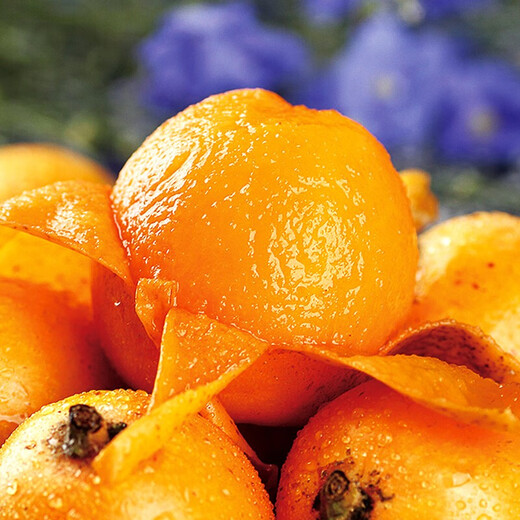 Jingxiansheng Sichuan loquat five-star loquat net weight 2Jin Jin is equal to 0.5kg single fruit 20-30g fresh fruit