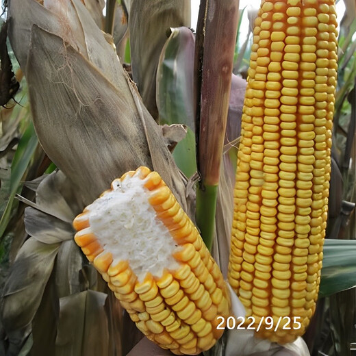 Suiyiman Zhengdan 958 corn seed high yield short stem lodging resistant corn seed big stick Sichuan Shandong good corn Zhengdan 958 four Jin Jin is equal to 0.5 kg / one bag