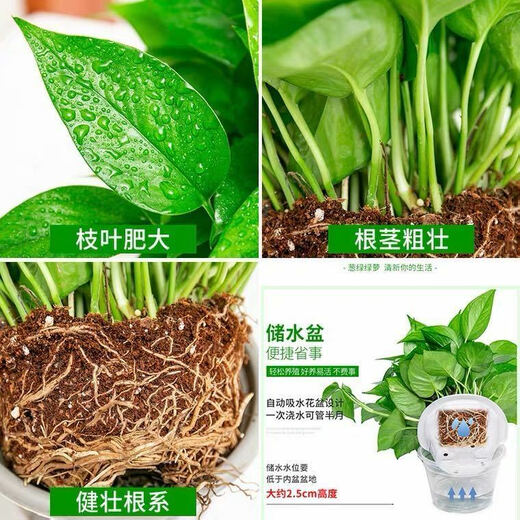 Maisangghe verde idiolus en maceta flores al por mayor y plantas eliminación de la sala de estar formaldehído