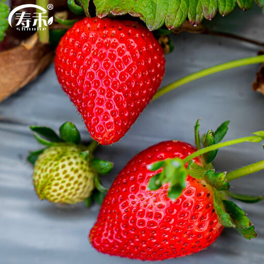 Shouhe Cream Strawberry Seeds Indoor Four Seasons Winter and Spring Potted Cream White Strawberry Winter and Spring Sowing Seeds Four Seasons Strawberry Seeds 200 capsules/bag