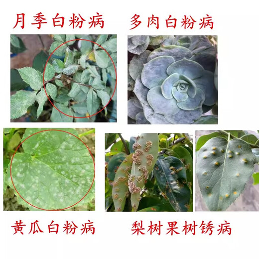 Jianpai 20% Triadimefon Copper Powder Rustin Fungicide Succulent Rose Strawberry Powdery Mildew Garlic Rust Special Medicine 500ml*1 bottle