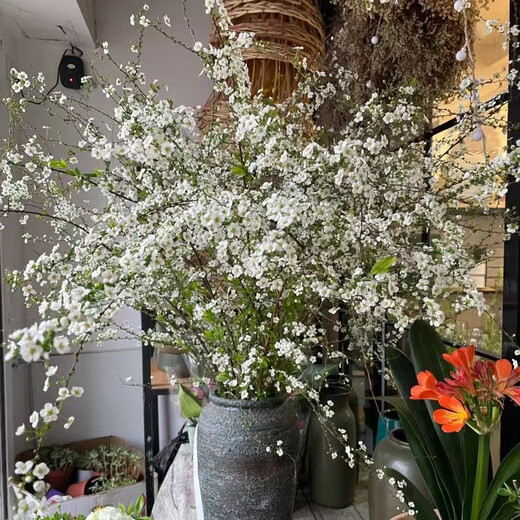 Snow willow dry branches water flower arrangement hydroponic flowers indoor water blooming living room balcony flower viewing green plants snow willow flowers fresh branches water grown New Year's Eve flower plants 10 snow willow branches 80 cm high without bottles