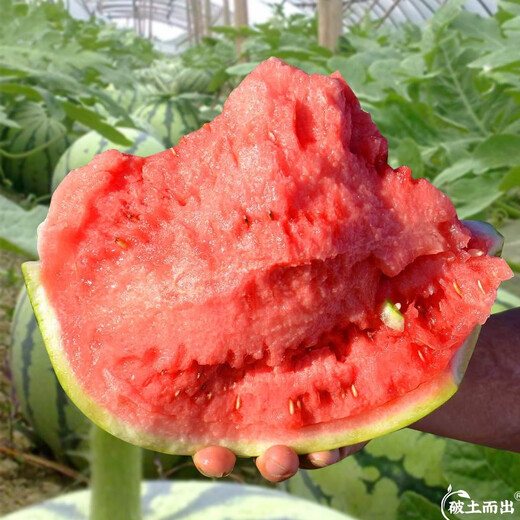 Dayu Lazy Man Watermelon Seed Seedlings Extra Large Suitable for Early Maturing Lazy People in the South 8424 Kirin Melon Meidu Seedless Fruits and Vegetables Meidu Watermelon Seeds 25 capsules