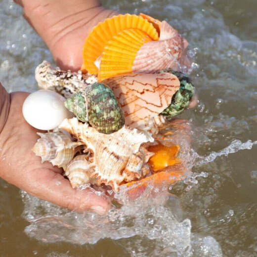 Aseblarm天然海螺贝壳标本摆件海星手工diy工艺品水族箱鱼缸装饰造景套装 1个天然海星250克贝壳海螺+手拎袋