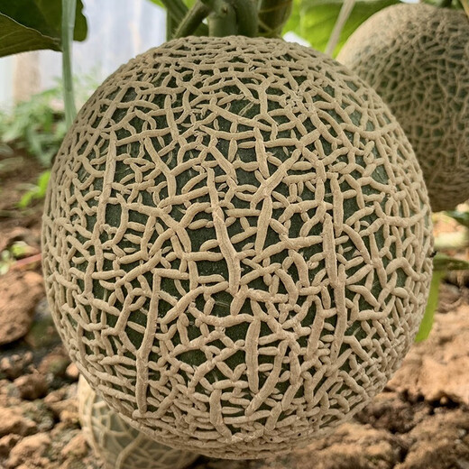 Zhongke Maohua Melon Fruit Seeds Zhongke Mi No. 6 Hami Melon Seeds thick-skinned melons originate from Xinjiang Reticulated Melon and are resistant to transportation. Zhong Ke Mi No. 6 Hami Melon Seeds 50 capsules