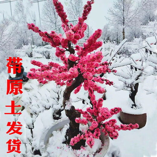 The strong fragrance of red plum blossoms in spring, winter plum blossoms and tree seedlings, indoor potted red plum blossoms and green plum blossoms and winter plum blossoms, winter plum blossoms and winter plums, winter plum blossoms and winter plums, winter plum blossoms and winter flowers and plants, 6 years of longevity crown begonia [with shape]