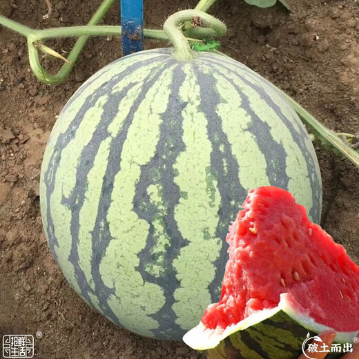 Dayu Lazy Man Watermelon Seed Seedlings Extra Large Suitable for Early Maturing Lazy People in the South 8424 Kirin Melon Meidu Seedless Fruits and Vegetables Meidu Watermelon Seeds 25 capsules