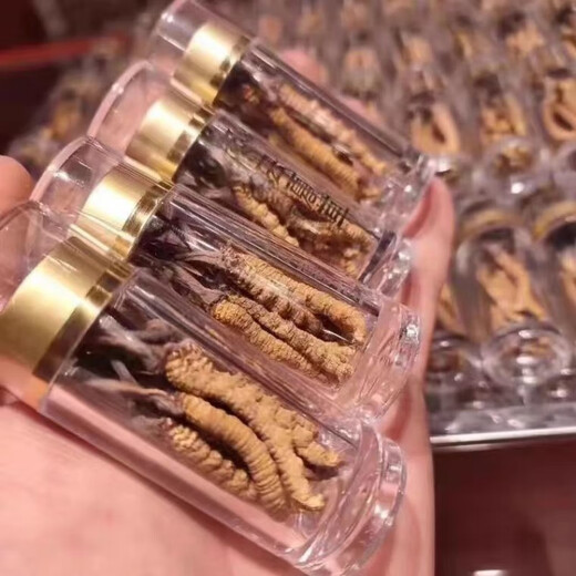 Verwendet im inneren Hof [Black Friday] Cordyceps Sinensis hohe Höhe Cordyceps Frontalqualität Heu beschränkt auf den Kauf-begrenzt auf 19 Einkäufe pro Tag, langsame Auswahl an Cordyceps (50 Stück) erhalten 5 Teile