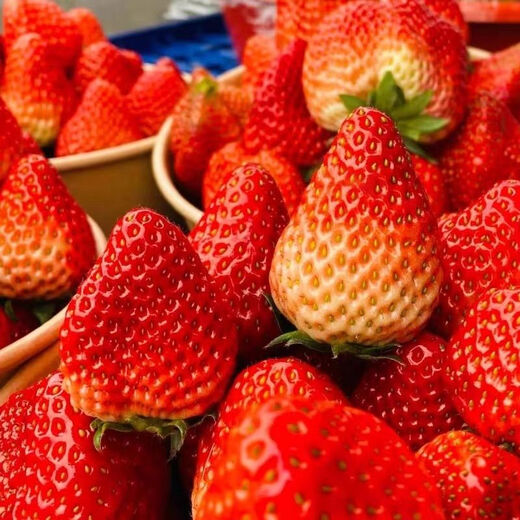 Four Seasons Cream Strawberry Seeds Spring and Autumn Home Balcony Potted Plants for Beginners Easy to Grow Fruit Red Strawberry Seeds Cream Red Strawberry Seeds/pack of about 100 seeds 5 packs of about 500 seeds