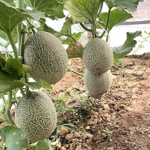 Zhongke Maohua Melon Fruit Seeds Zhongke Mi No. 6 Hami Melon Seeds thick-skinned melons originate from Xinjiang Reticulated Melon and are resistant to transportation. Zhong Ke Mi No. 6 Hami Melon Seeds 50 capsules