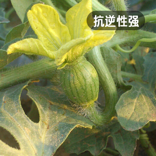 Fengming Yashi gift small watermelon seeds early maturing greenhouse four-season seeds thin-skinned yellow-flesh ice unicorn watermelon seeds 50 capsules