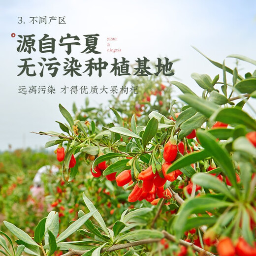 Qi Liyuan Wolfberry Ningxia Special Red Wolfberry Zhongning spécialité Dry Goods 500g Pure Authentic First Wolfberry Tea
