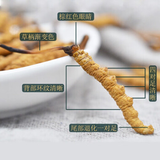 3 snowy areas in the Xiongfengdao area/gram Cordyceps sinensis Cordyceps gift box 25 grams pack 80 real hair