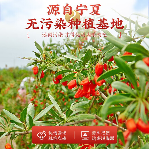 Qi Liyuan wolfberry Ningxia special wolfberry 250g specialty dry goods pure authentic wolfberry to make tea New Year's goods group purchase gift