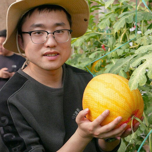 Dayu yellow skin and red flesh watermelon seeds seedlings extra large watermelon with yellow heart and yellow flesh, extra sweet and early maturing fruit seeds suitable for the south Jinlinglong watermelon seeds 20 pieces yellow skin and red flesh