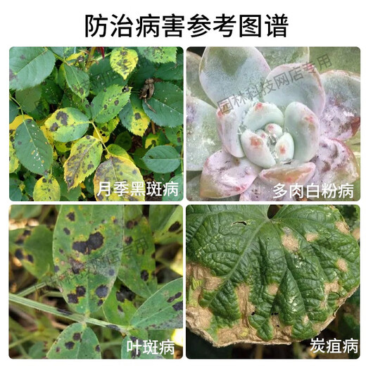 国光英纳 50%多·锰锌花卉苗木果树斑点落叶病褐斑黑星病杀菌剂50克