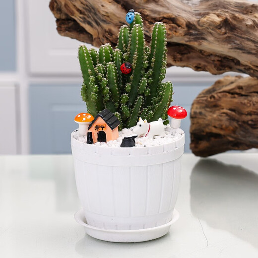 Jianshe Succulent Plant Potted Meat Office Desktop Novice Small Set Meal Green Plant Flower Cactus with Potted Diy Scenery Ten Premium Succulent Random + Long Wooden Basin + Nutritional Soil