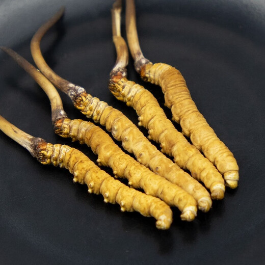 
Luzhangtang Authentic Cordyceps sinensis fine Cordyceps broken grass authentic big cordyceps dry goods buy 10 pieces free 1 piece bulk authentic Tibet Nagqu whole meat strips 1 gram (1 gram pack)