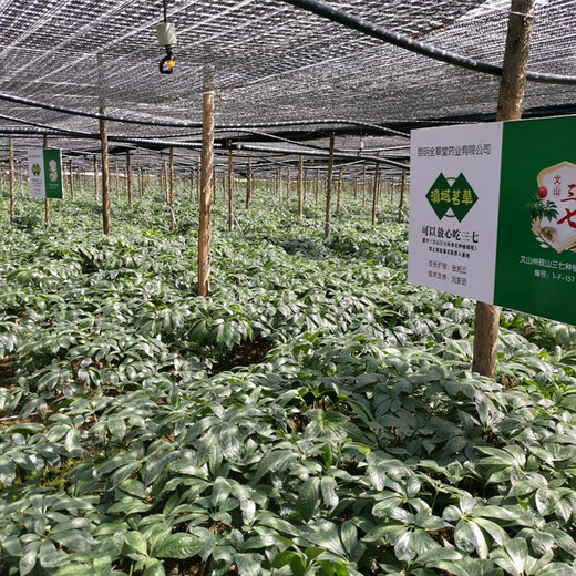 Dianyu Mingcao Wenshan Sanqi 30 Heads Spring Sanqi ausgewählte Waren Sonderklasse Tian Qitou One Jin [Jin gleich 0,5 kg] 500 g ohne Kürzungen 32