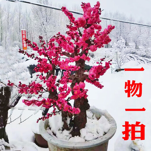 The strong fragrance of red plum blossoms in spring, winter plum blossoms and tree seedlings, indoor potted red plum blossoms and green plum blossoms and winter plum blossoms, winter plum blossoms and winter plums, winter plum blossoms and winter plums, winter plum blossoms and winter flowers and plants, 6 years of longevity crown begonia [with shape]
